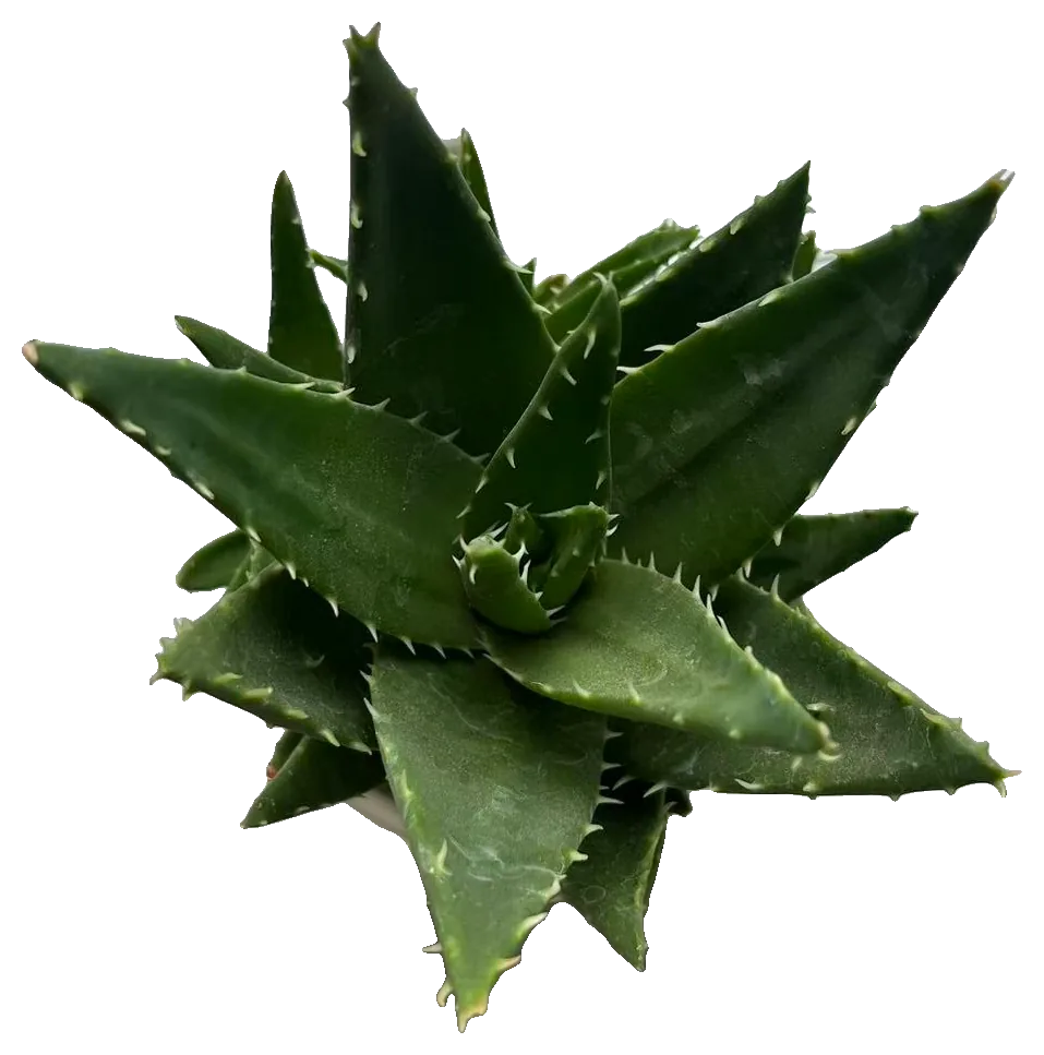 Aloe (Aloe sp.)