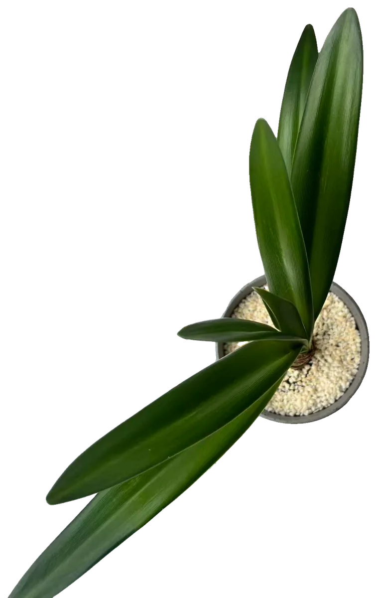 Amaryllis (Hippeastrum)