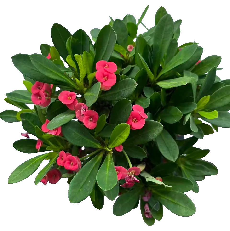 Christusdorn (Euphorbia milii)