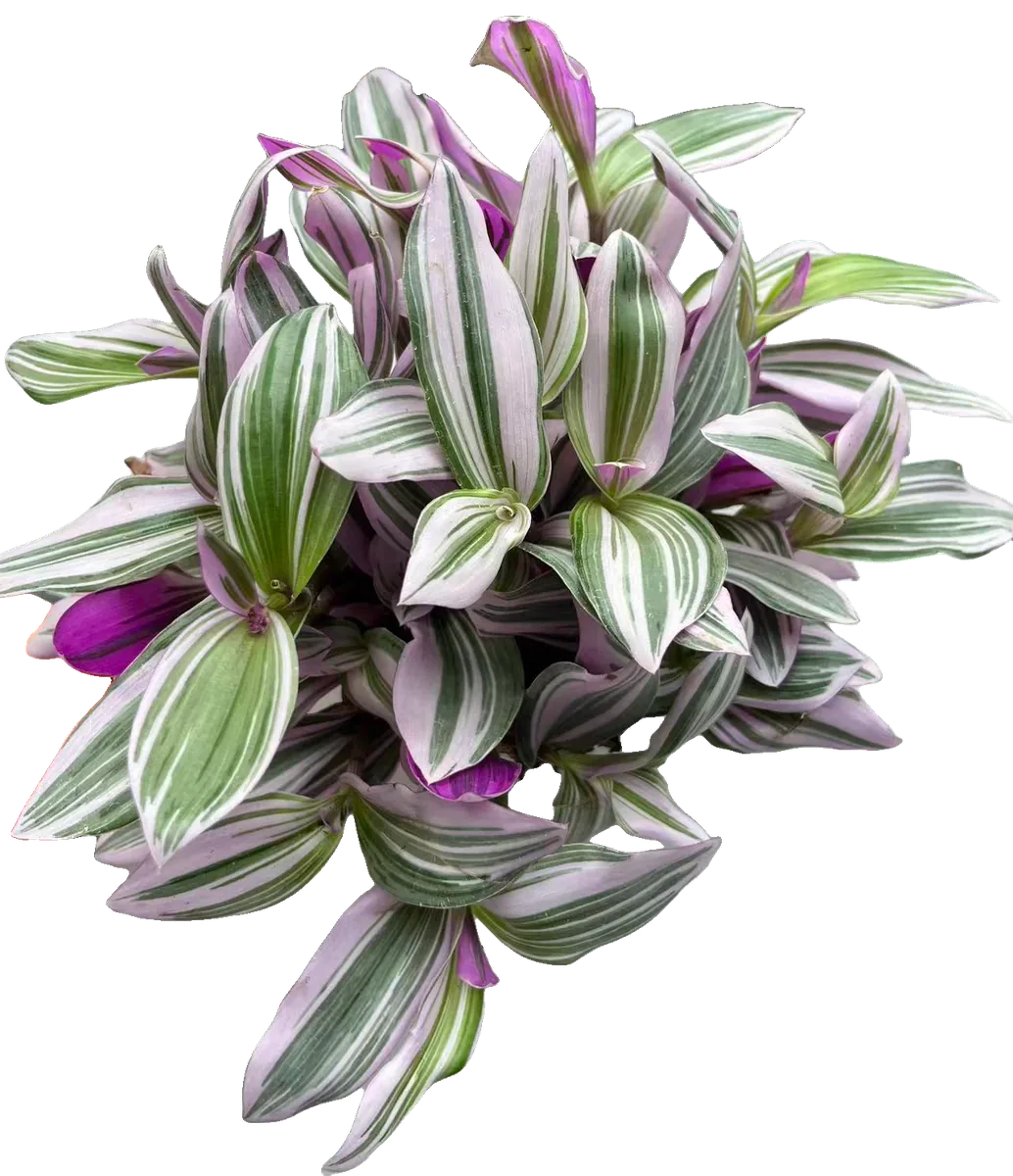 Dreimasterblume (Tradescantia 'Nanouk')