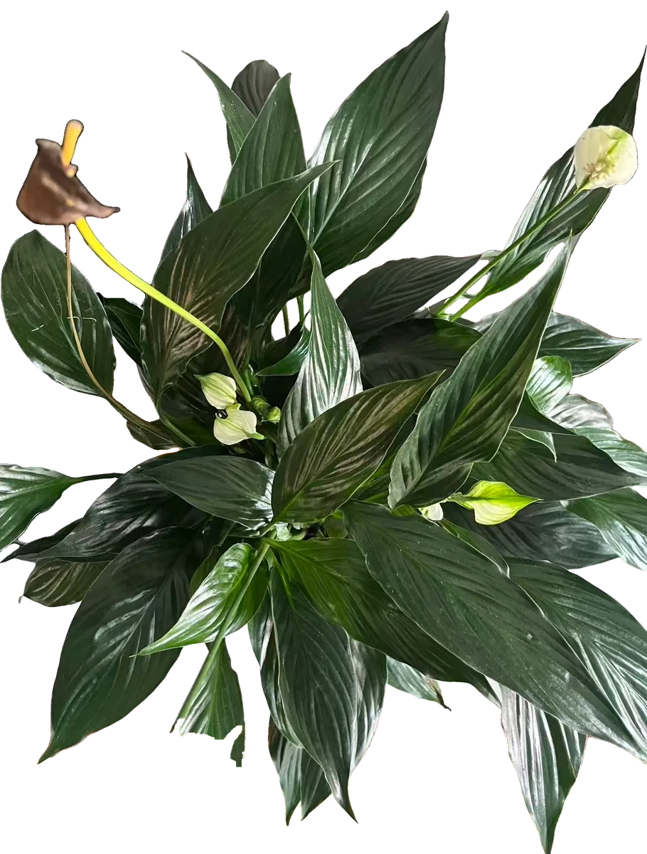 Einblatt (Spathiphyllum)