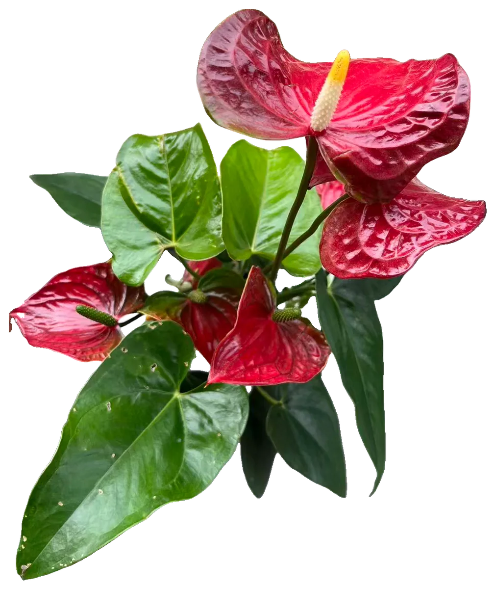 Flamingoblume (Anthurium andreanum)