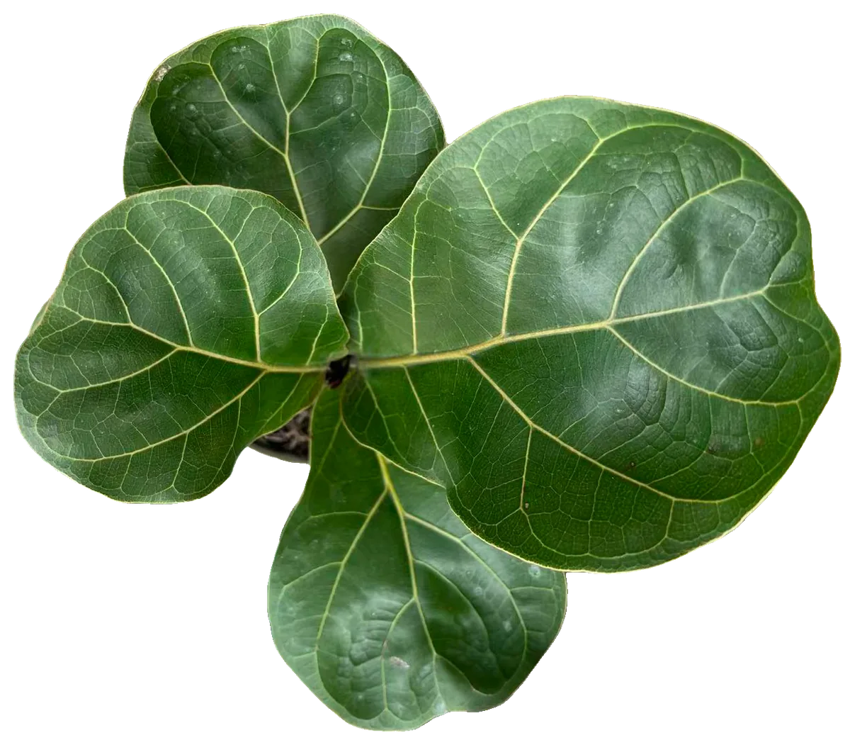 Geigenfeige (Ficus lyrata)