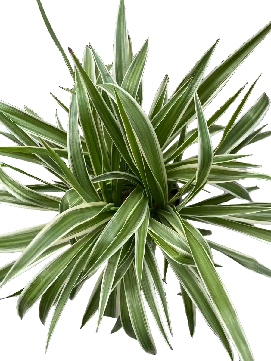 Grünlilie (Chlorophytum comosum 'Variegatum')
