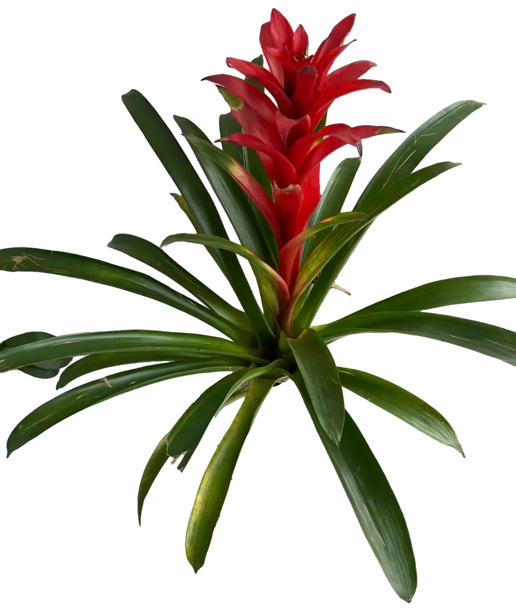 Guzmanie (Guzmania lingulata)