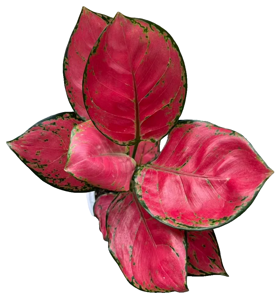 Kolbenfaden (Aglaonema)