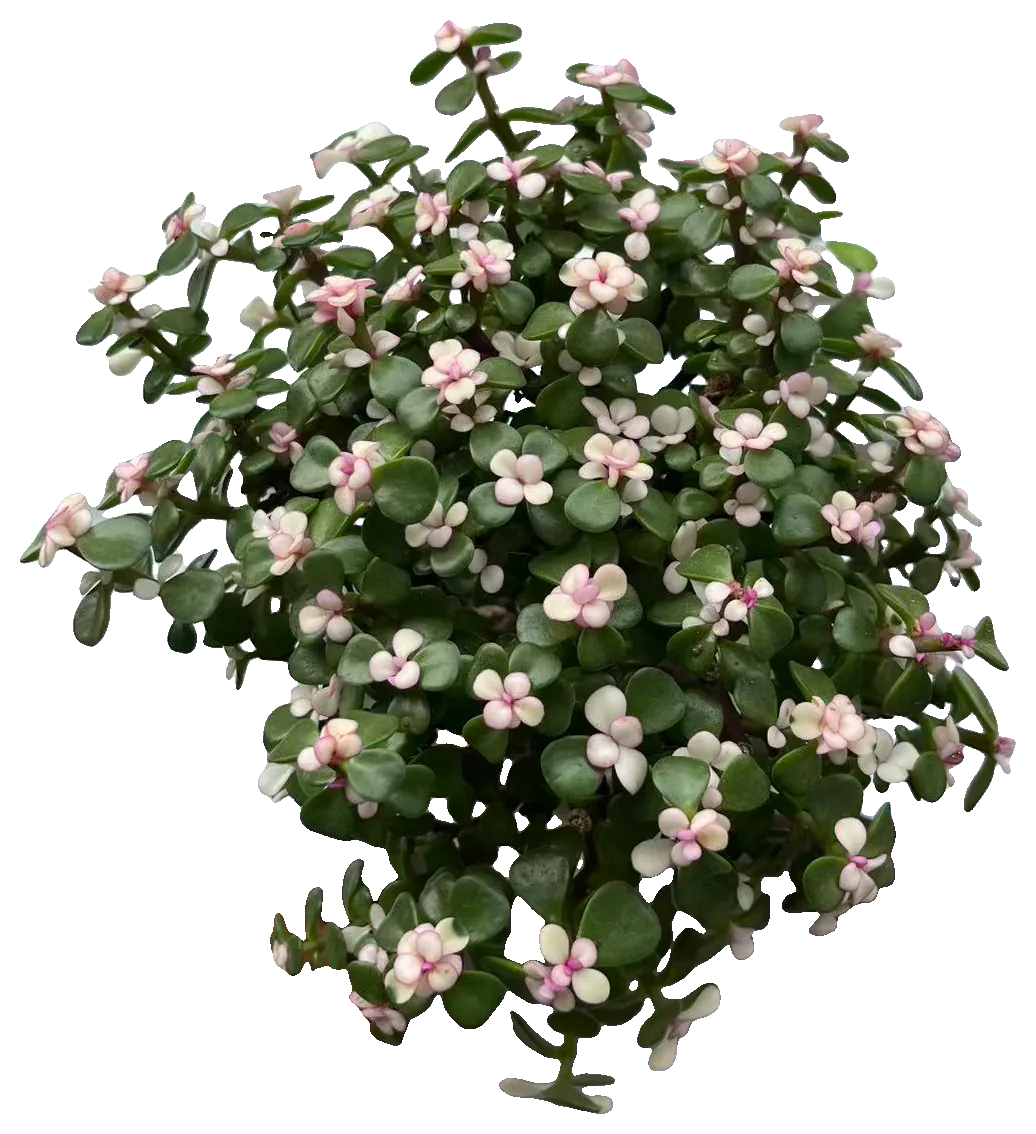 Speckbaum (Portulacaria afra 'Variegata')